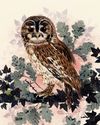 My friends, the owls