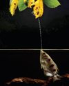 How living things launch projectiles