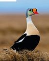 America's birds in peril