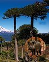 Wild boar threaten Chile's rare monkey puzzle forests