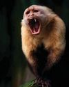 Do animals get stressed? Do animals get stressed?