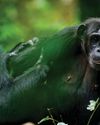 Do chimps ‘talk’ with their hands? Do chimps ‘talk’ with their hands?