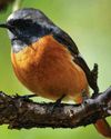 Find more birds more of the time with multi-spectrum binoculars from HIKMICRO Find more birds more of the time with multi-spectrum binoculars from HIKMICRO