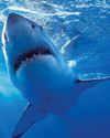 JAWS 50 THE LEGACY JAWS 50 THE LEGACY