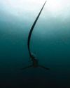 Which animal has the longest tail? Which animal has the longest tail?