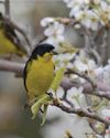 Lesser goldfinches are moving north Lesser goldfinches are moving north