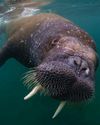 ALL YOU EVER NEEDED TO KNOW ABOUT Walruses ALL YOU EVER NEEDED TO KNOW ABOUT Walruses