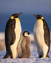 Secrets of the Penguins Secrets of the Penguins