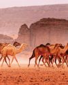 Which animals live in the hottest temperatures? Which animals live in the hottest temperatures?