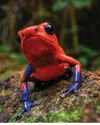 Why don't poisonous animals poison themselves? BBC Wildlife