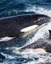 7 nature encounters for the month ahead BBC Wildlife