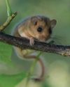 Are new laws a threat to nature? BBC Wildlife