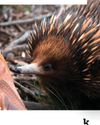 "It sniffed at my hiking boot and tickled my bum with its snout" BBC Wildlife