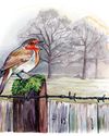 BBC Wildlife