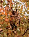 BBC Wildlife