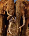 BBC Wildlife
