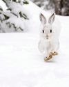 BBC Wildlife
