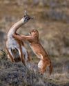 BBC Wildlife