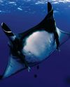 BBC Wildlife