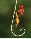 BBC Wildlife