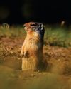BBC Wildlife