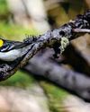 BBC Wildlife