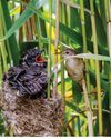 Does a cuckoo know it's a cuckoo? Does a cuckoo know it's a cuckoo?16
