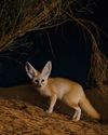 ALL YOU EVER NEEDED TO KNOW ABOUT THE Fennec fox ALL YOU EVER NEEDED TO KNOW ABOUT THE Fennec fox18