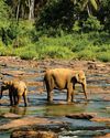 Can animals predict natural disasters? Can animals predict natural disasters?15
