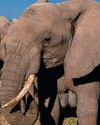 "I was terrified the elephant would ram us" "I was terrified the elephant would ram us"21