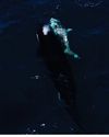 Orcas killing young sharks Orcas killing young sharks3