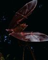 Feisty bats hunt like lions Feisty bats hunt like lions1