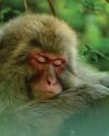 Are animals able to dream? Are animals able to dream?17