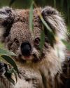 THE KOALA PARADOX THE KOALA PARADOX12