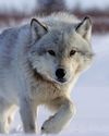 WALKING WITH WOLVES WALKING WITH WOLVES10