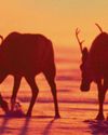 How far do reindeer migrate? How far do reindeer migrate?14