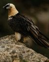 Vulture nests act as time capsules Vulture nests act as time capsules0