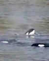 Orca manoeuvres Orca manoeuvres20