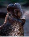 BBC Wildlife