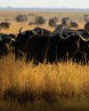 BBC Wildlife