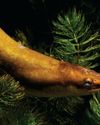 BBC Wildlife