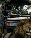 BBC Wildlife