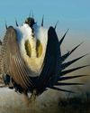 BBC Wildlife