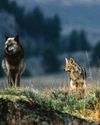 BBC Wildlife