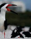 BBC Wildlife