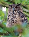 BBC Wildlife
