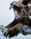 BBC Wildlife
