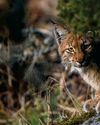 BBC Wildlife