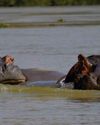 BBC Wildlife