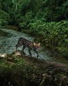 BBC Wildlife